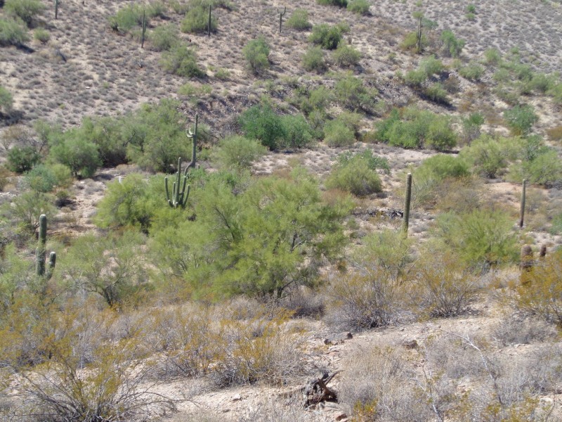 Wash back of lot (1)