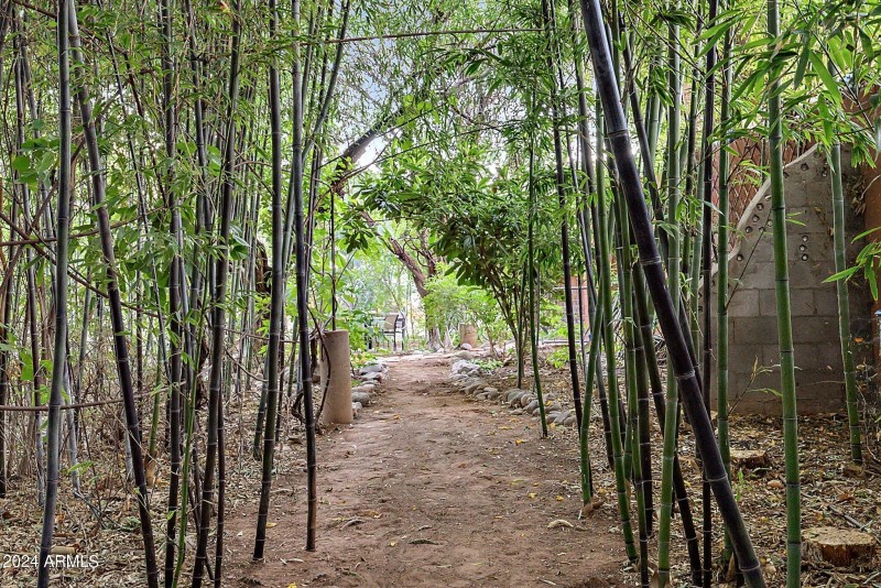 Black Bamboo