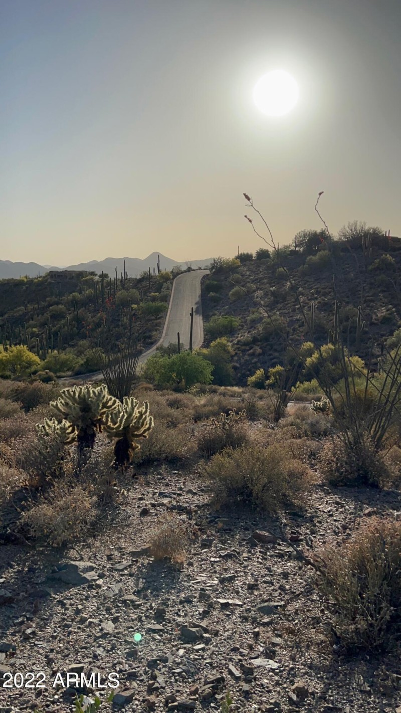cholla