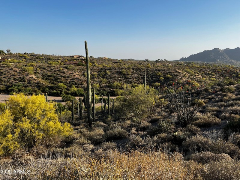 saguaro
