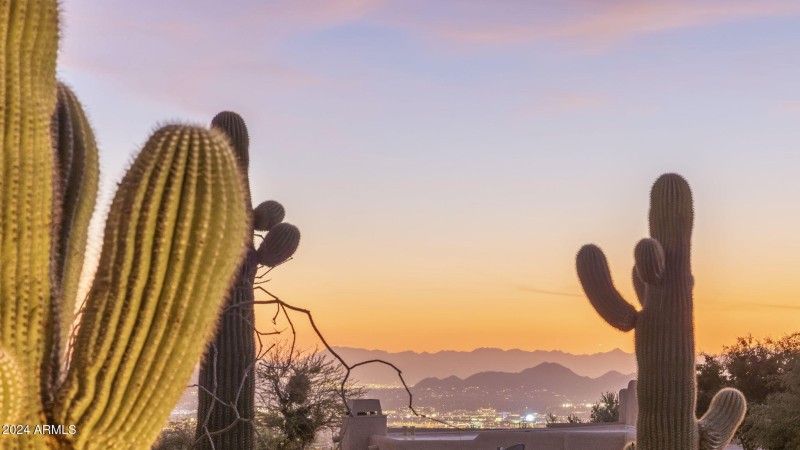 City Lights & Saguaros
