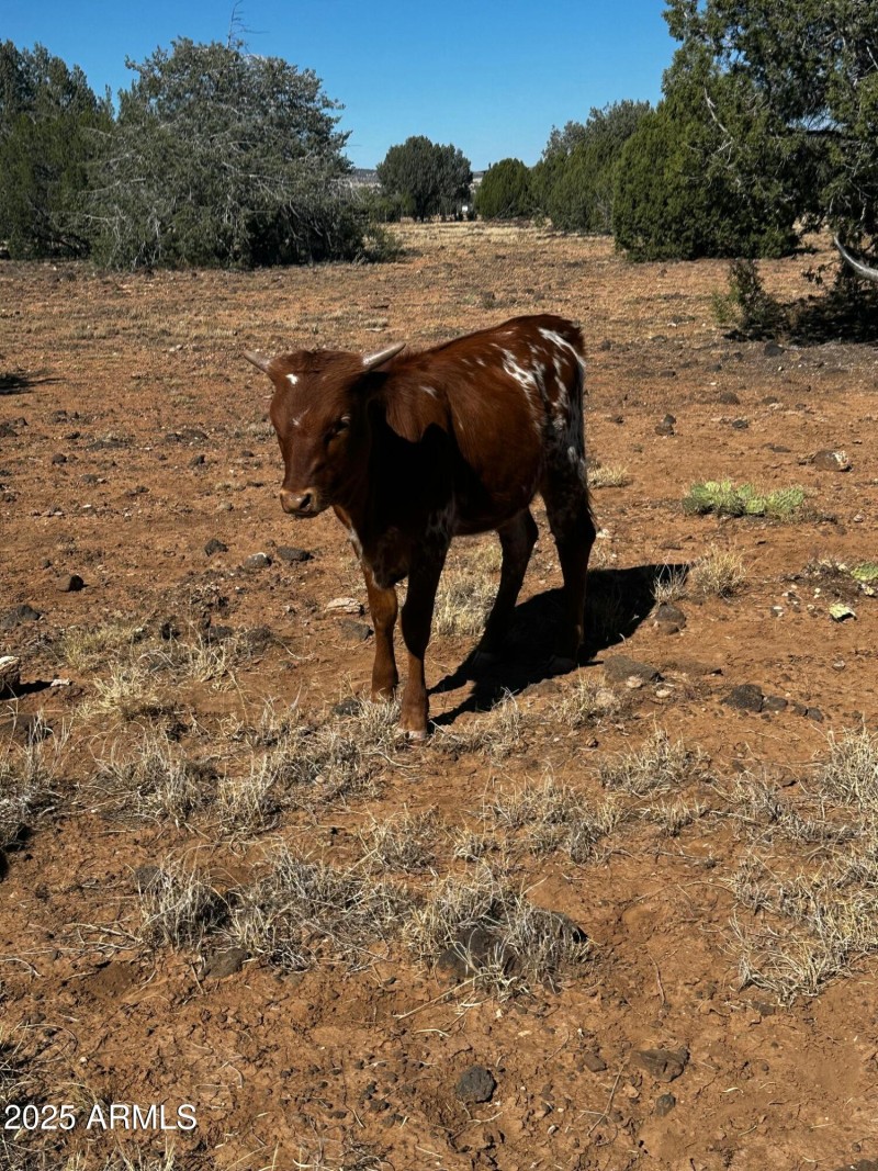 Long Horn Cattle