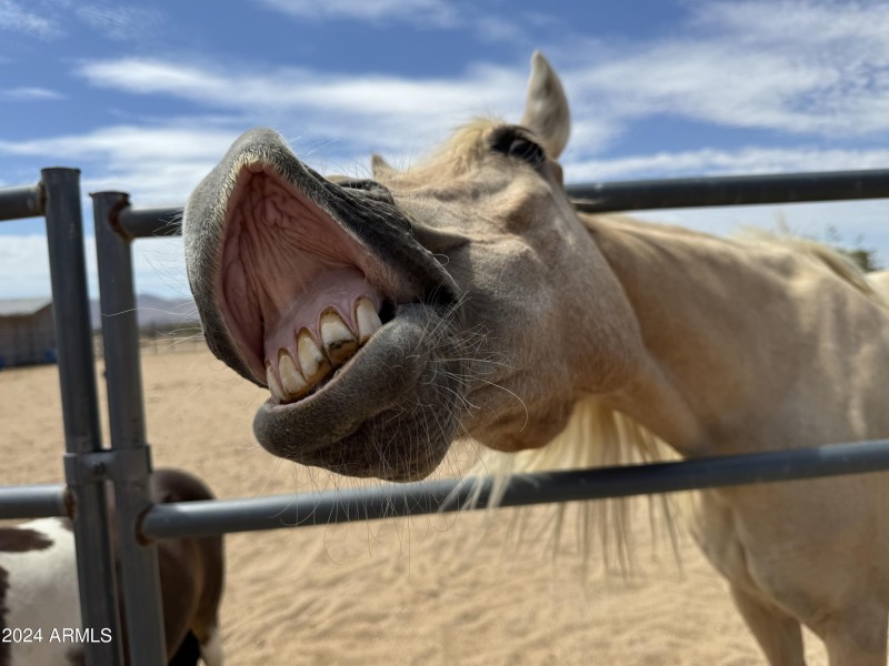 Horses welcome but don't convey