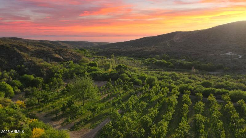 Orchard at Sunset