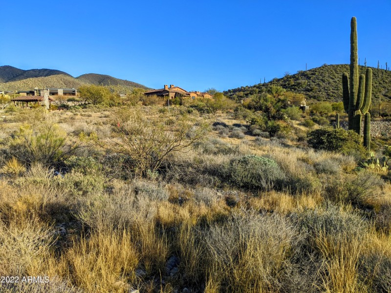 Northern Most Saguaro Forest