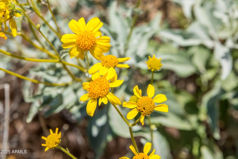Native flora
