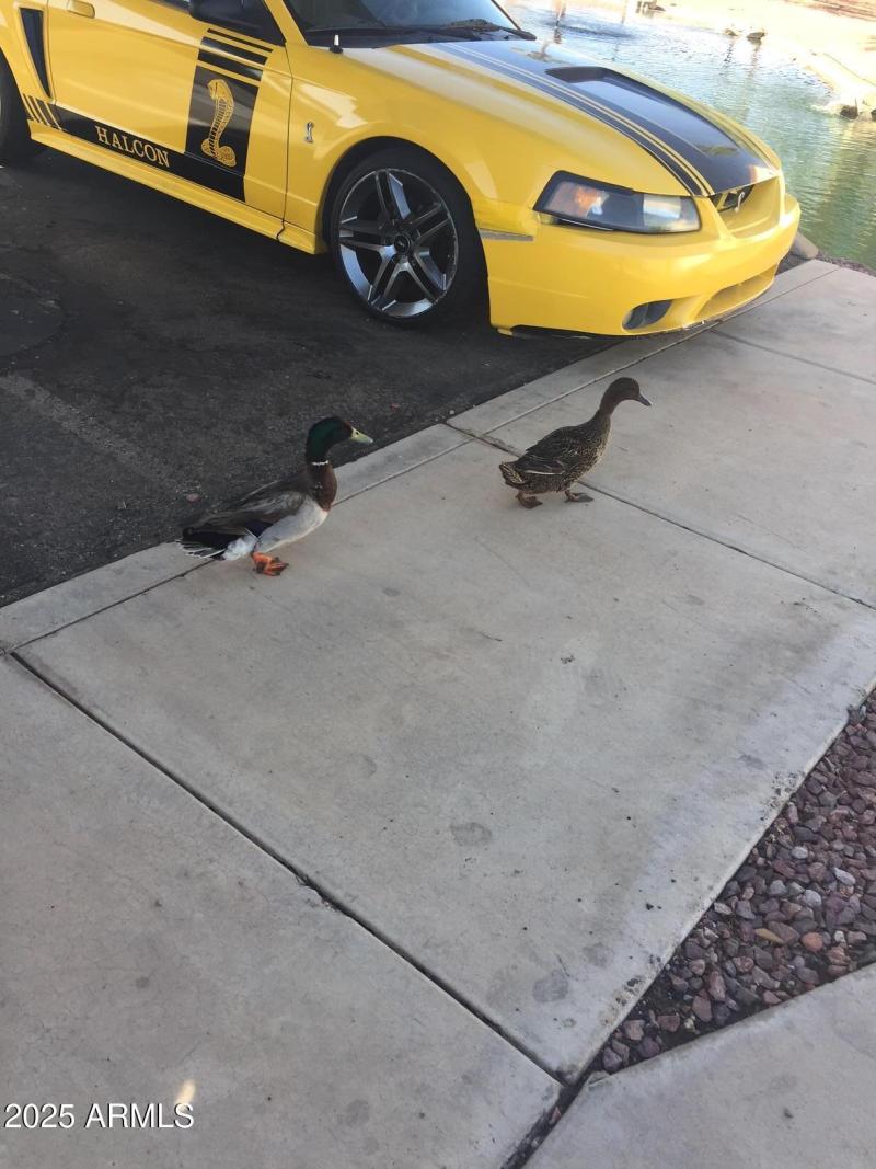12123 W Bell 118 even the ducks love the