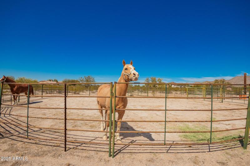Horse Corral with Electric & Water