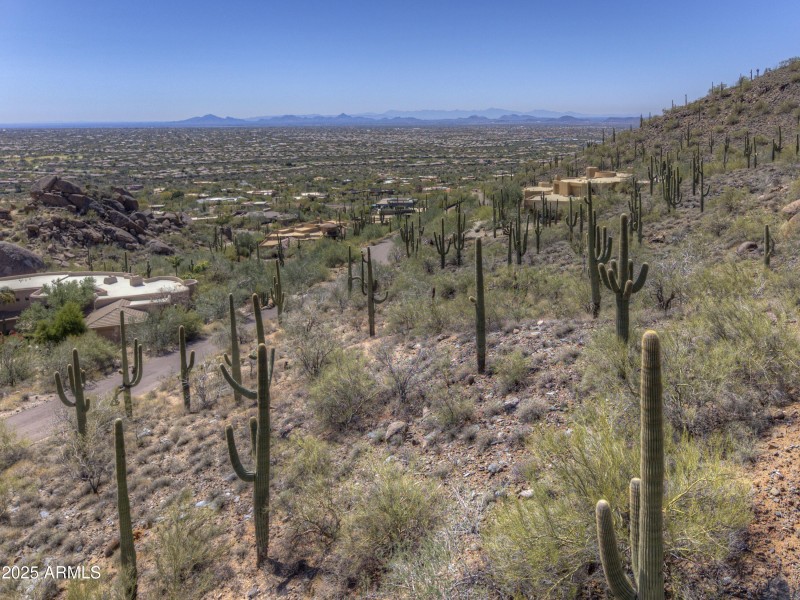 Numerous stately Saguaros