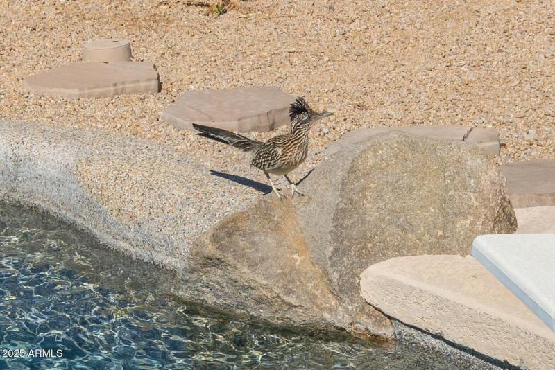 ROAD RUNNER FREQUENT THE YARD