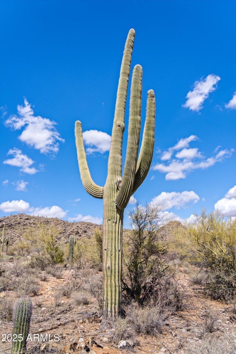 Gorgeous Saguaro