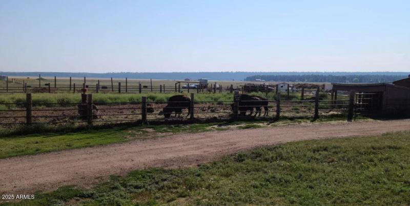 ML Petting zoo buffalo