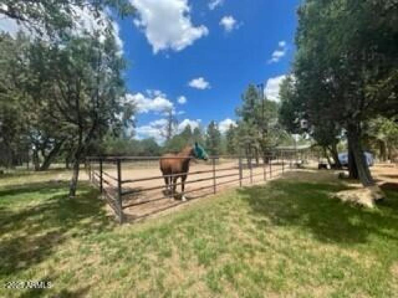 horse area grass around