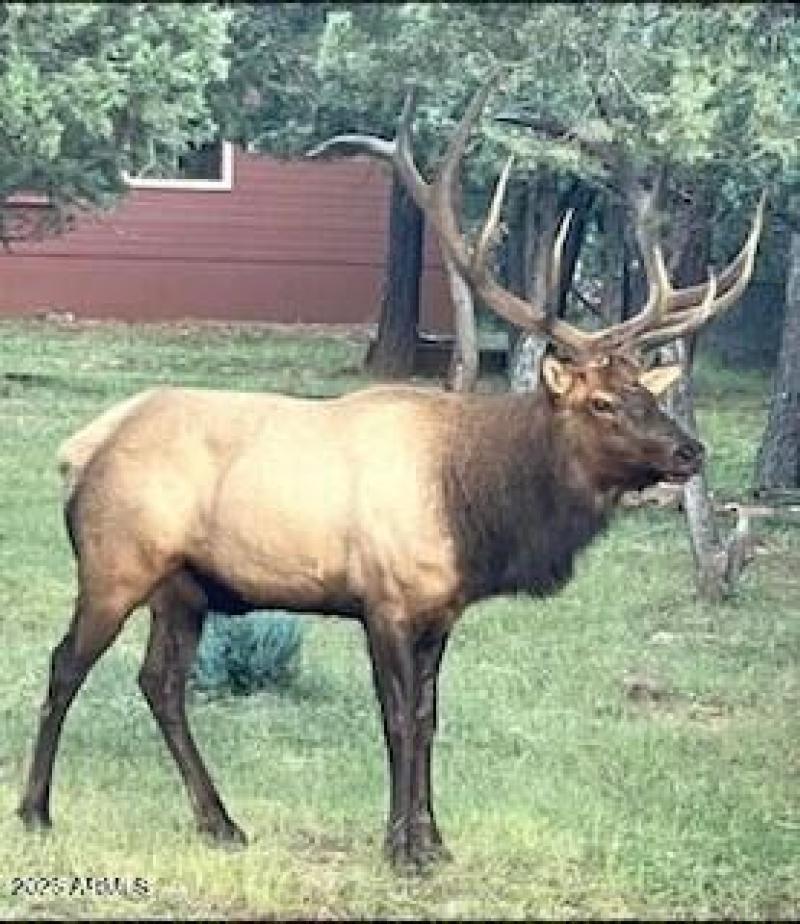 wildlife in yard grass area