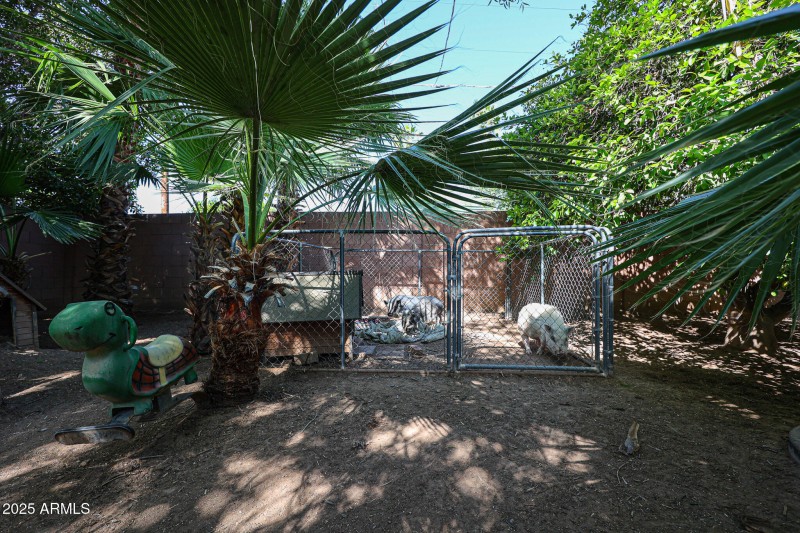 Potbelly Pigs do not convey