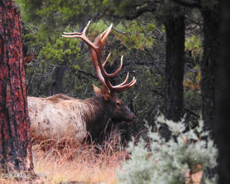 Neighborhood wildlife