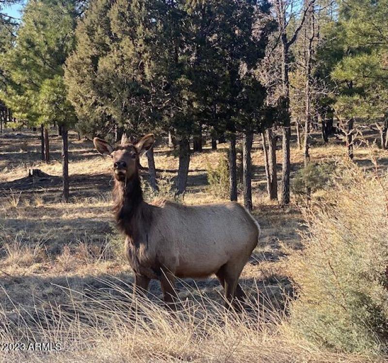 Elk