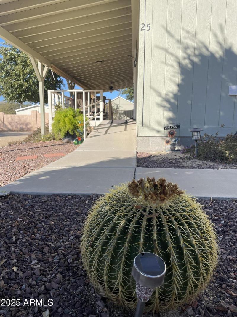 Barrel Cactus