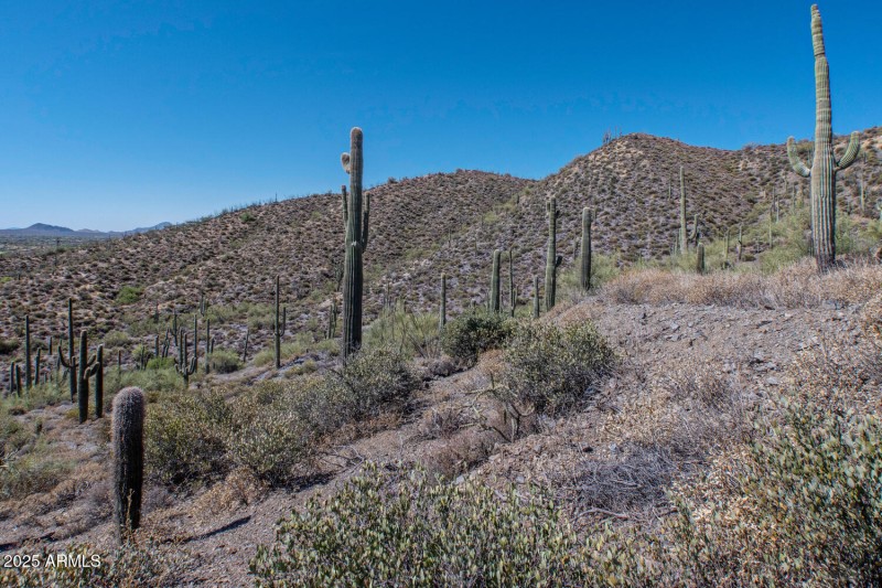 41927 n charbray 23-022-046-1500x1000