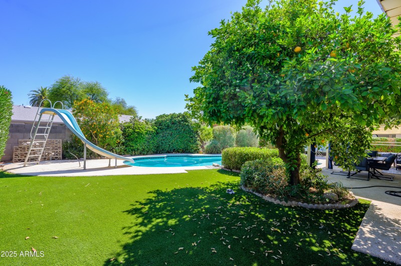 ORANGE LEMON AND GRAPEFRUIT TREE