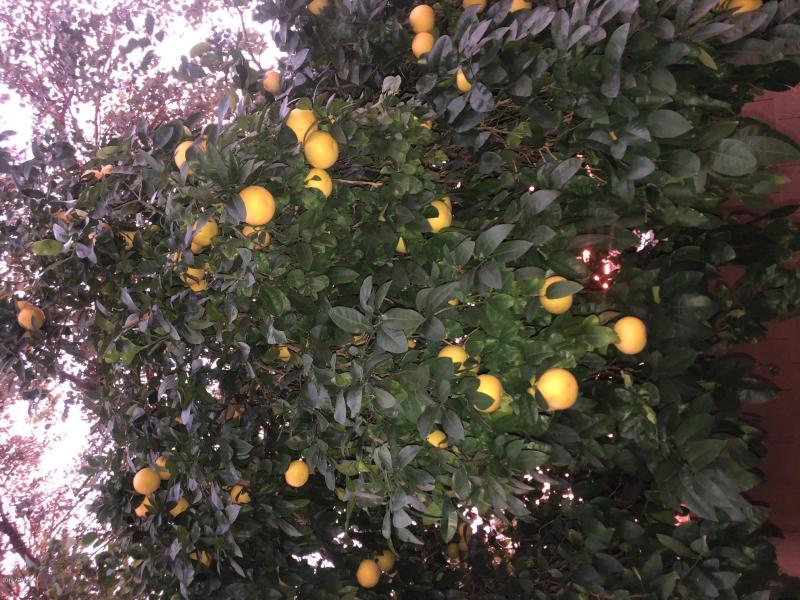 GRAPEFRUIT & ORANGE TREES