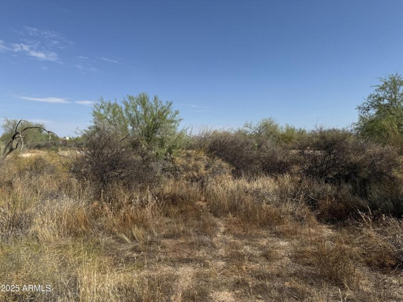 Lush Desert Vegetation