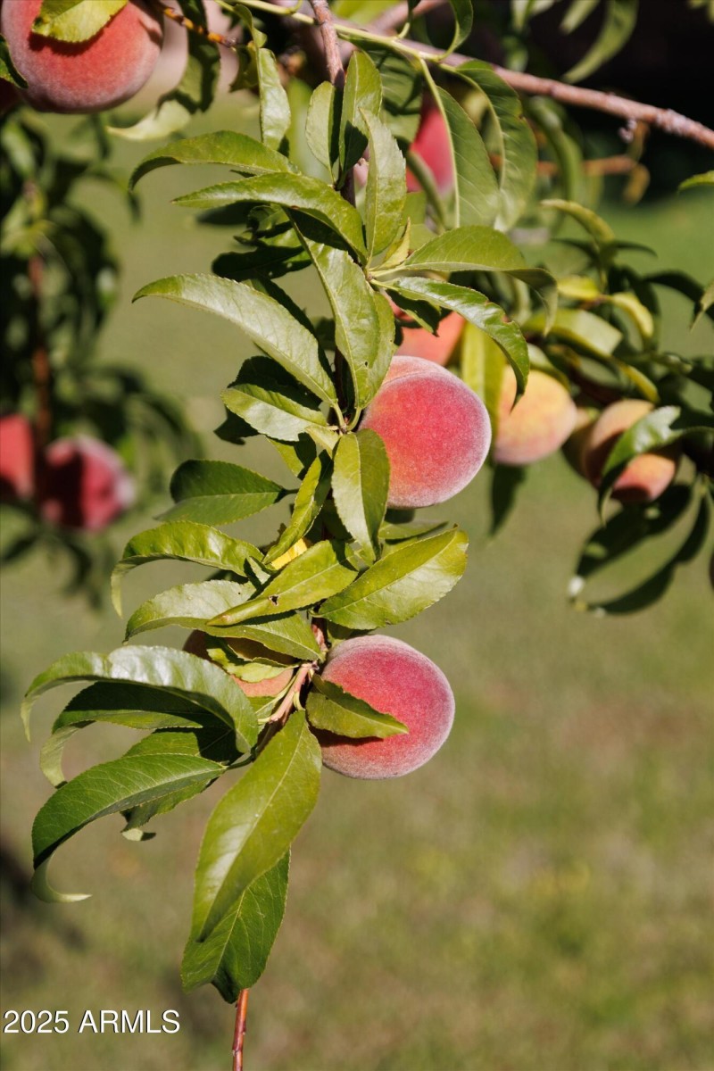 Peach Tree
