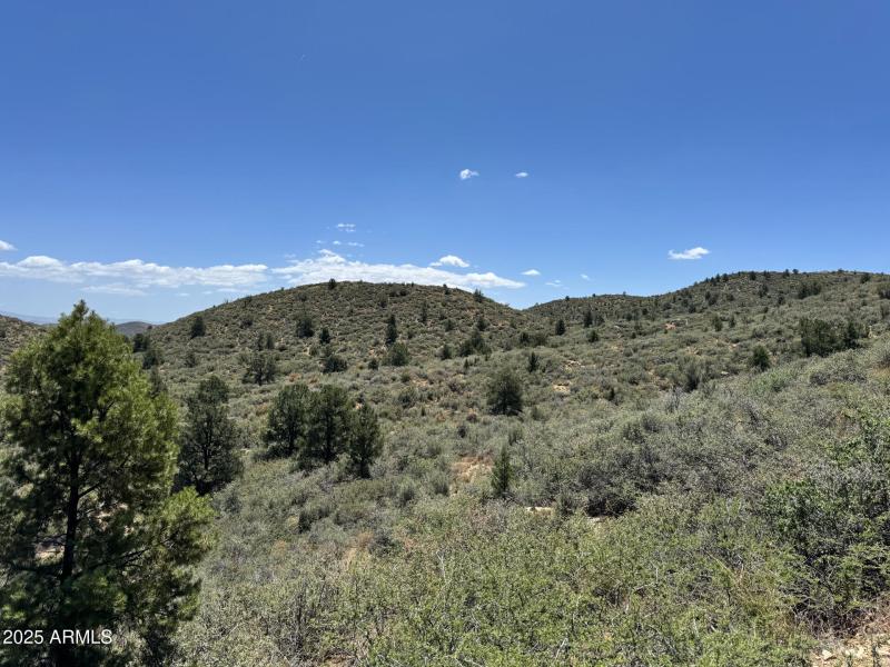 Gentle Slope with Pine Trees