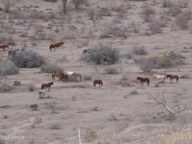 Wild horses behind lot (1)