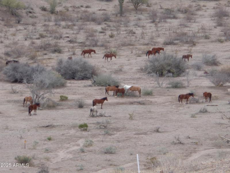Wild horses behind lot (2)