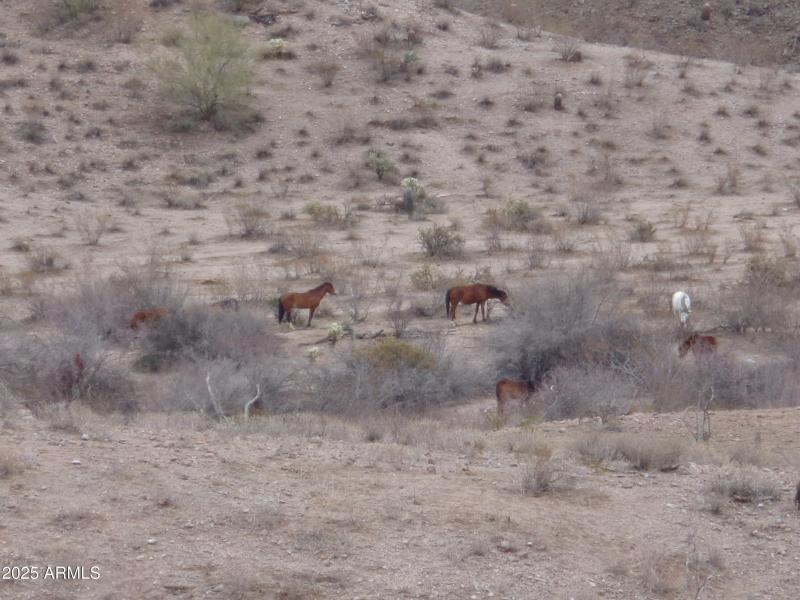 Wild horses behind lot (3)