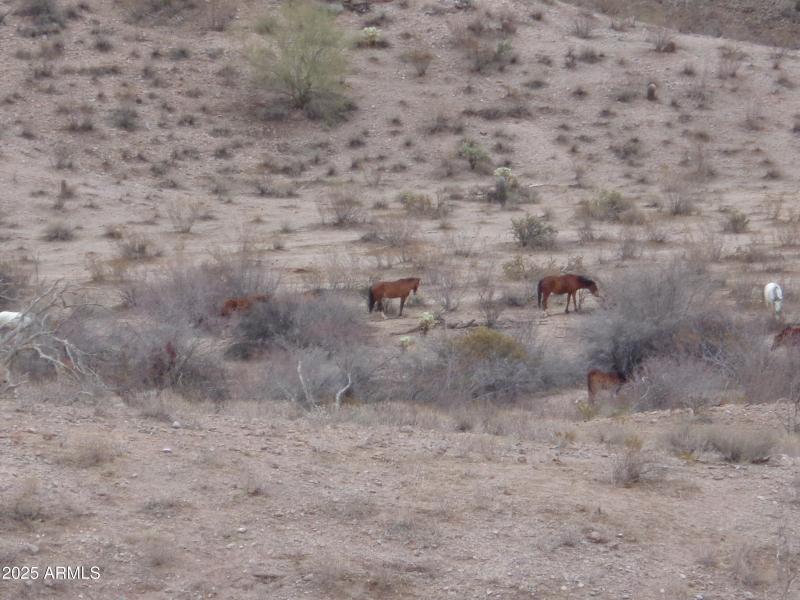 Wild horses behind lot (4)