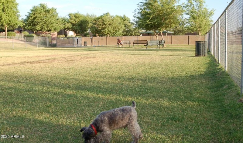 Dog Park