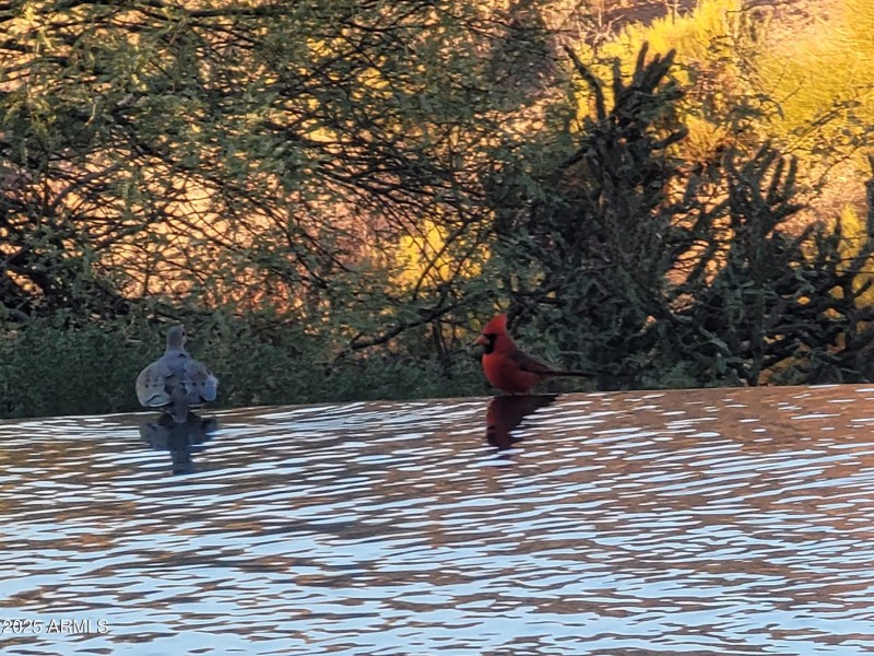 Cardinal visit - symbolizing love & hope