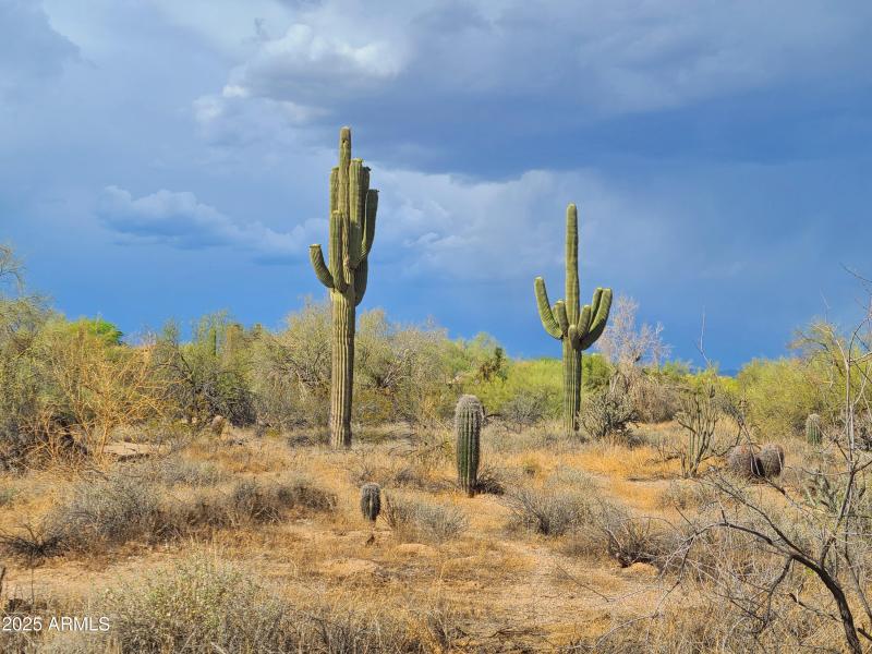 Mature Cactus on 4.5 acre
