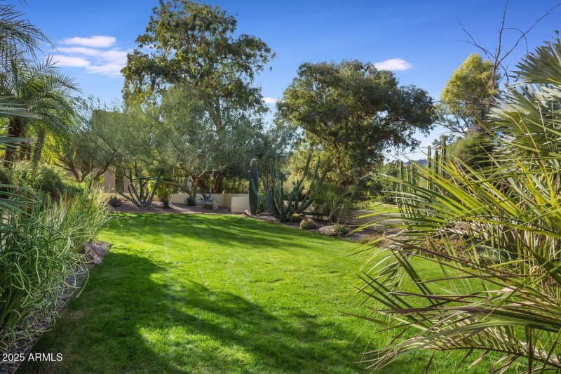 Lush backyard