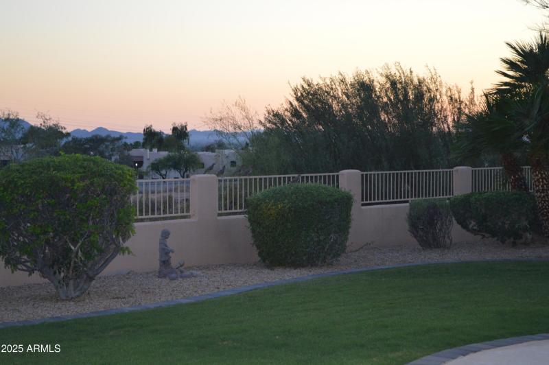 Backyard quail DSC_0154
