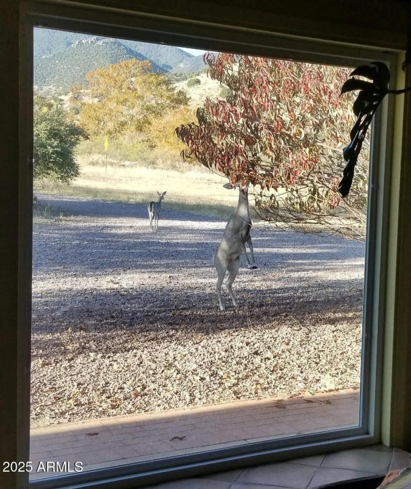 Wildlife in front yard