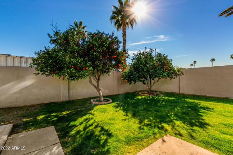 5337 E Gelding Orange and Tangelo Trees