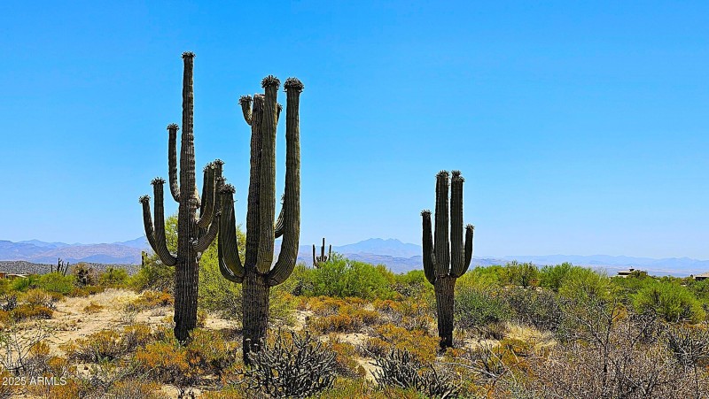 Towering Saguaro's