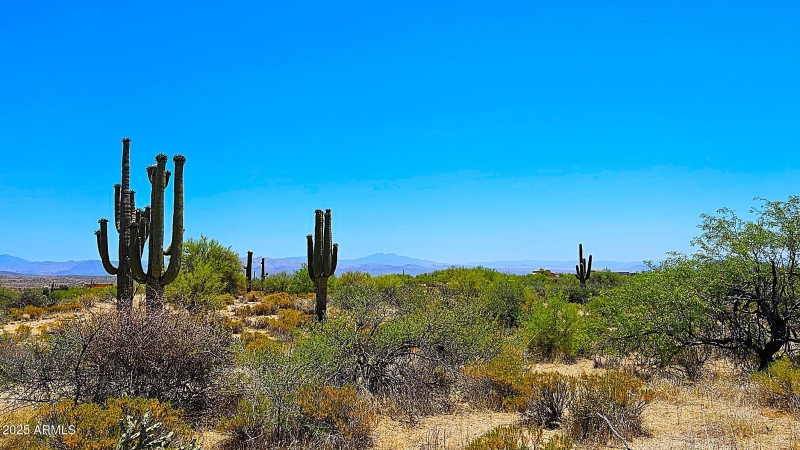 Towering Saguaro'