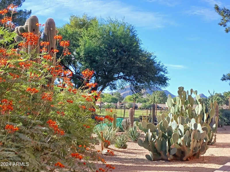 Gorgeous Cactus Garden