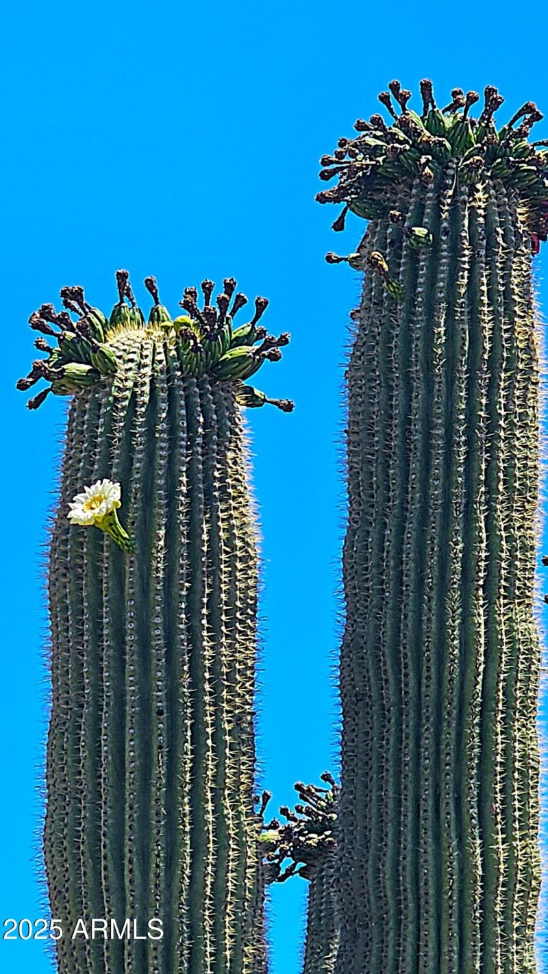 Blooming Saguaro's