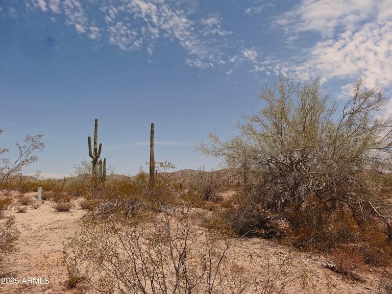 Bring Your Toys & Critters!