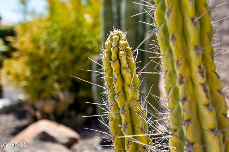 014_1732 E Vesper Trail