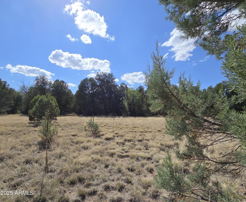 5 Acres with Meadow from Trees on E end