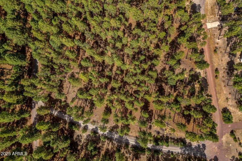 CountyRoad2325-Alpine-AZ-11