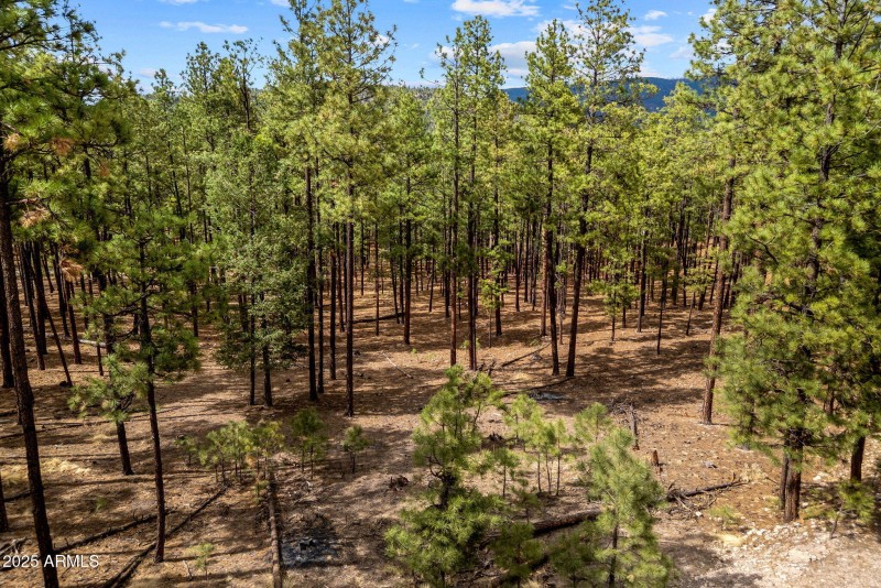 CountyRoad2325-Alpine-AZ-16