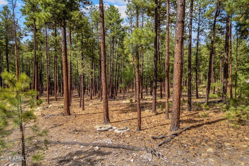 CountyRoad2325-Alpine-AZ-17