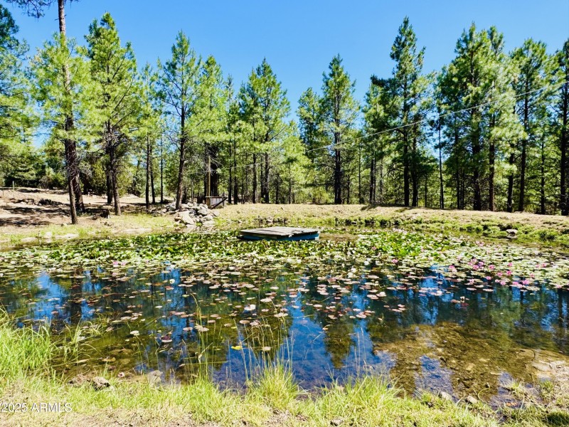 Private pond with fish